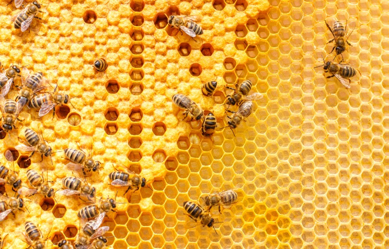 What Are The Health Benefits of Honey?