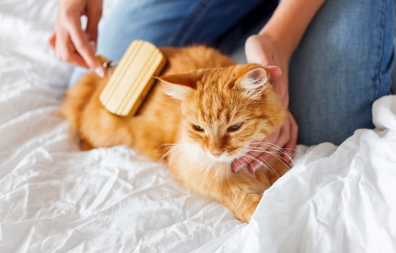 Natural Health for Your Cat