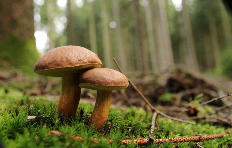 5 Ways Mushrooms Boost Our Health
